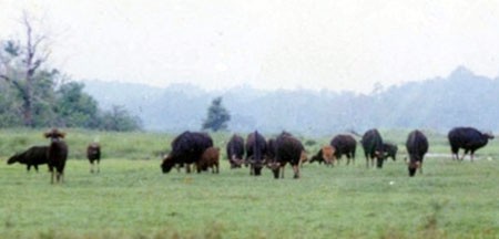 A wild gayal herb at Cat Tien National Park (File Photo: SGGP)